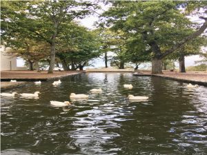 Duck pond at Groot Constantia